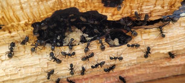 fourmis charpentières