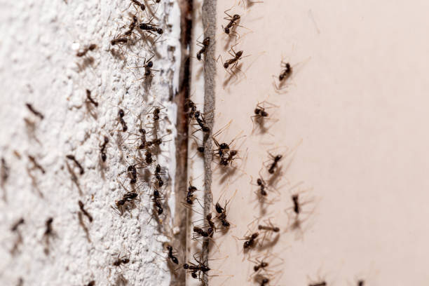 Traiter une infestation de fourmis à Paris 75