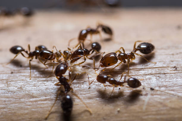 traitement-contre-les-fourmis-fourmi-paris-insectes-nuisibles-maison