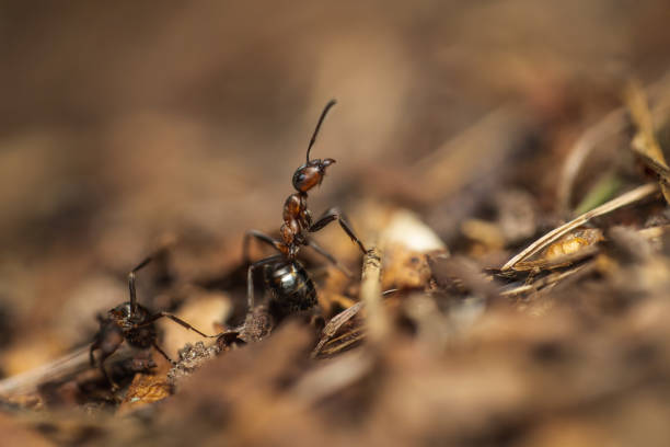 traitement-contre-les-fourmis-fourmi-paris-75-fourmi-restaurant-hotel-maison-infestation-dinsectes-bois