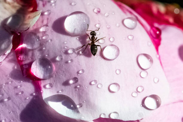 traitement-contre-les-fourmis-fourmi-paris-75-fourmi-restaurant-hotel-maison-nuisible-infestation-dinsectes-boi