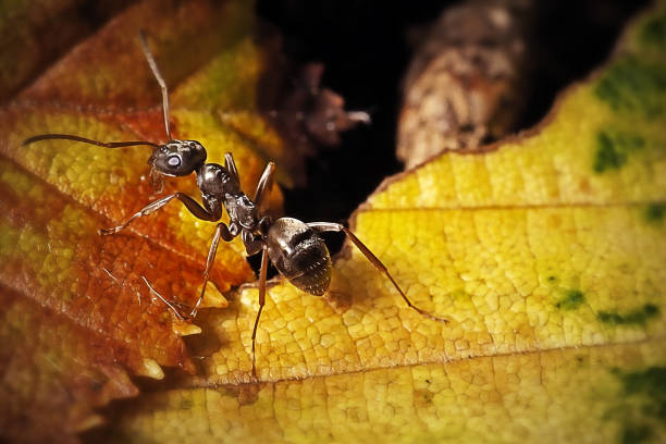 fourmis-infestation-paris-75-infestations-fourmi-extermination-traitement-contre-les-insectes-nuisibles-insecte-nuisible-maison-restaurant-cuisine-hotels-appartement