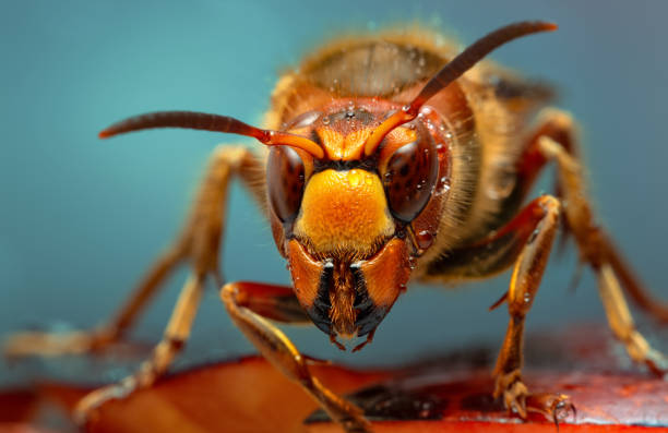 guepe-nid-de-guepes-guepe-insecte-nid-de-guepe-wasp-nest-nid-de-frelons-traitement-paris-75000-enlevement-guepes-frelon-professionnel-maison-cuisine-hotel-restauration-balcon